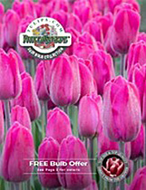 Roozengaarde Tulips