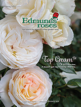 Edmund's Roses