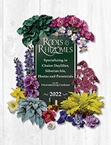 Roots & Rhizomes