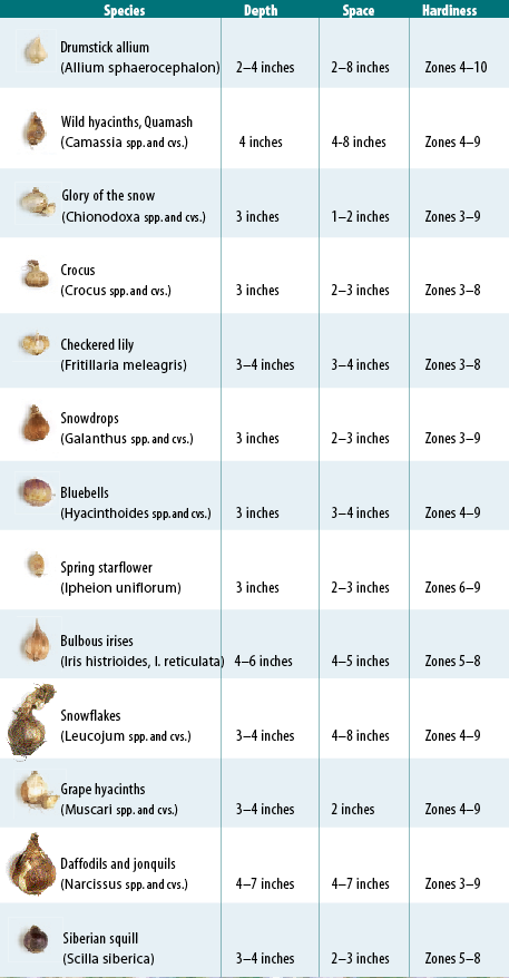 Fall Bulb Planting Chart