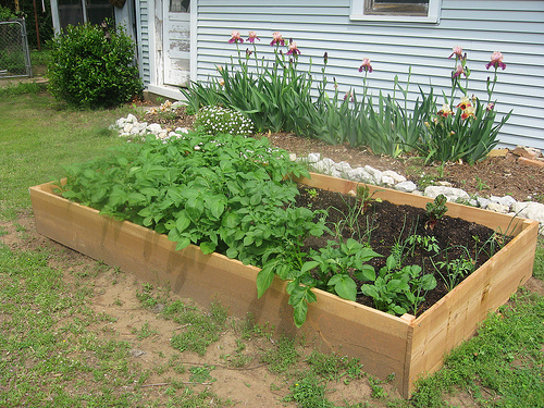 Choosing Materials for Raised Beds