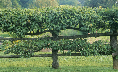How to Grow Espalier Apple Trees