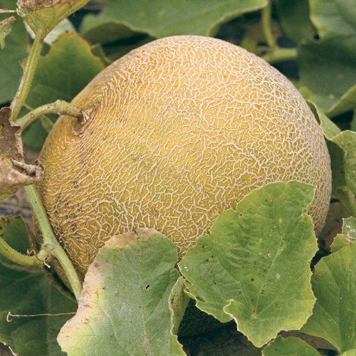 'Passport' honeydew hybrid melon