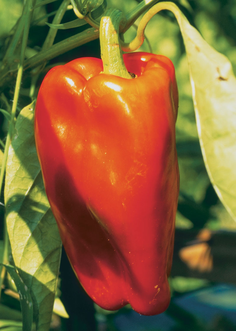 'Elisa' pepper