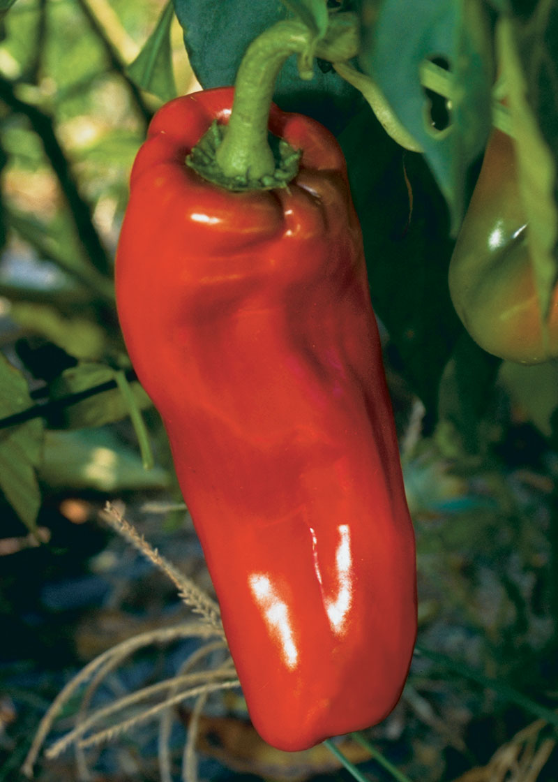 'Aruba' pepper