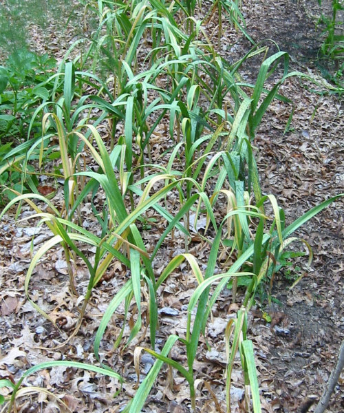 Garlic plants almost ready to harvest
