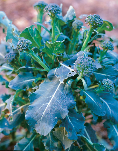Broccoli stems sprout shoots. Once the head is harvested, the stalks left behind will throw up a burst of tasty florets.