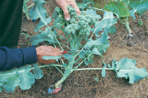 broccoli being cut