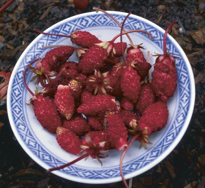 Alpine strawberries (fraises des bois)