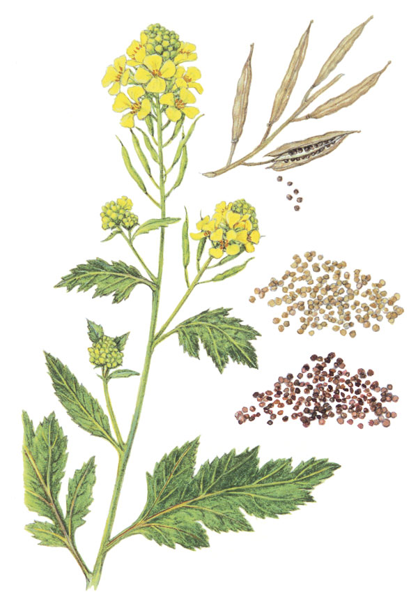 Black mustard plant with seed pod and seeds