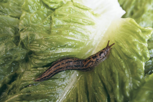 Slug on a leaf