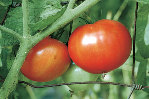How to Grow Beefsteak Tomatoes