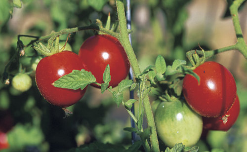 Early Cascade tomato
