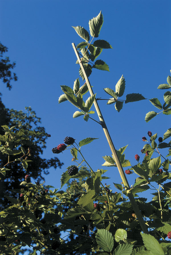 Thornless blackberry