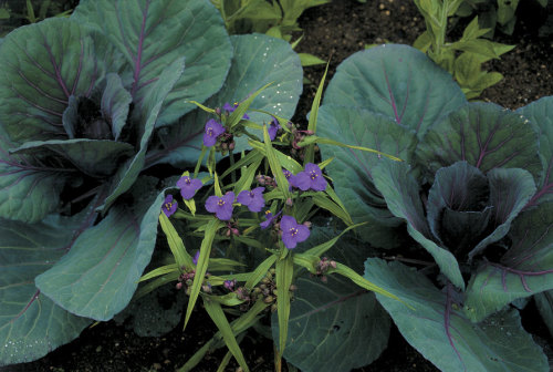 Plant flowers with vegetables