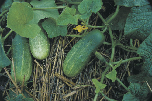 All About Pickling Cucumbers - FineGardening