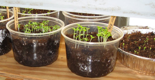Sprouted seedlings