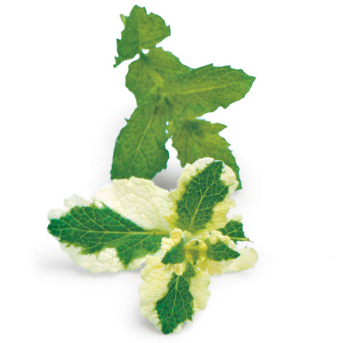Spearming and 'Variegated Pineapple' mint