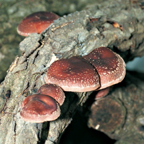 Shiitake mushrooms ready to harvest