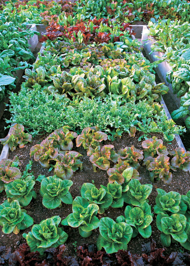 Lettuces and more