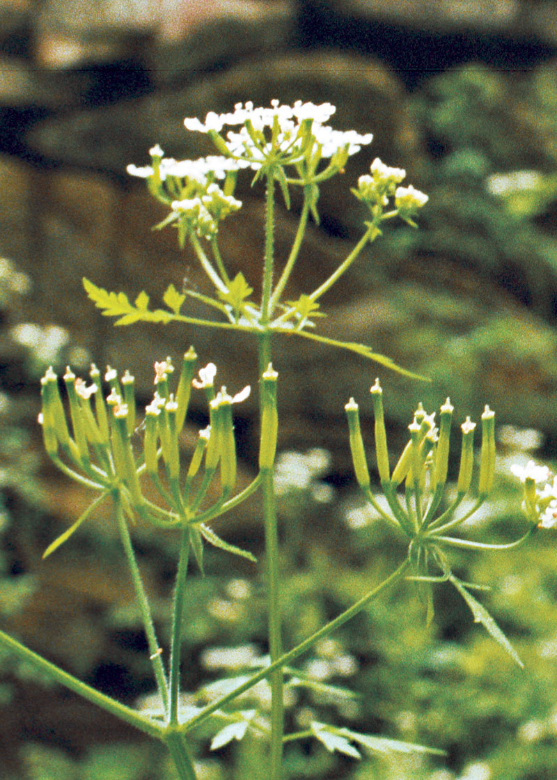 How Chervil Leaves can Save You Time, Stress, and Money.