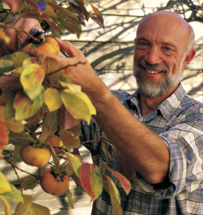 Pick persimmons with shears