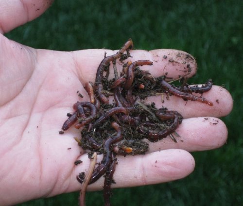 Let Worms Compost Your Kitchen Scraps