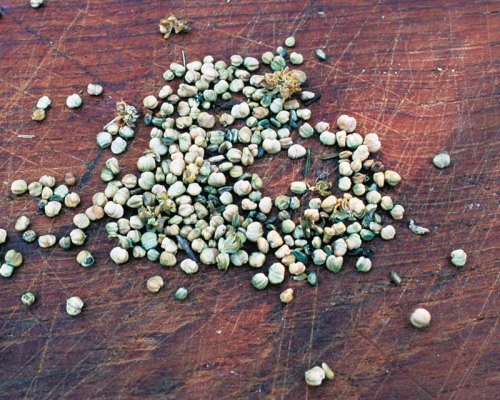 Mache seeds