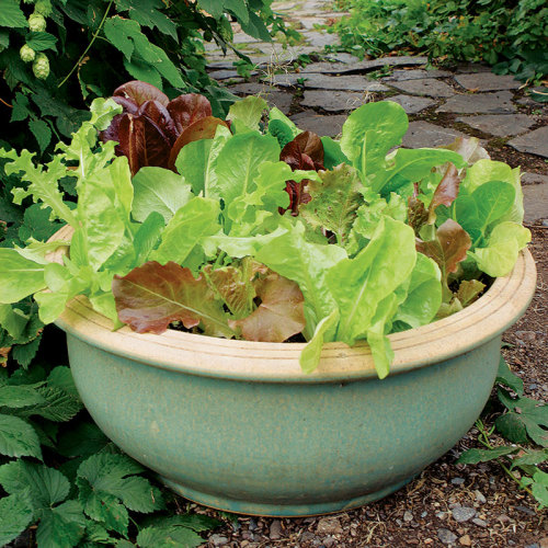 Leaf lettuce in a container