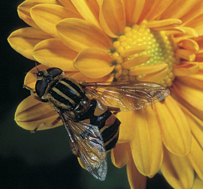 Attract Beneficial Insects to Your Garden