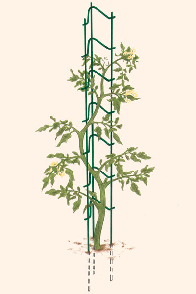 ladder to support tomatoes