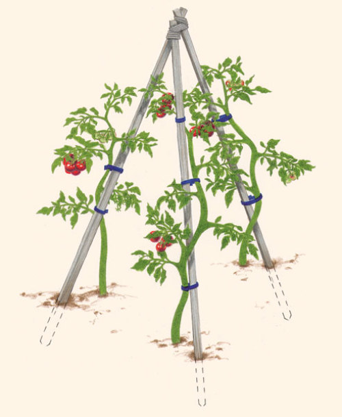 tripod system to support tomatoes