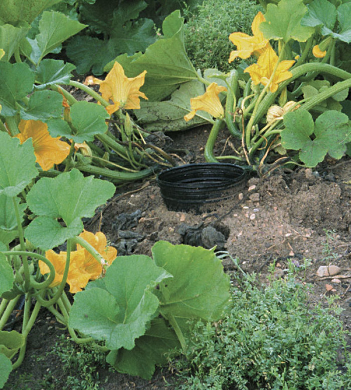 Although summer squash is a naturally vigorous grower, it benefits from regular care. Sunken pots make it easy to water, and a cover crop of hairy vetch helps suppress weeds.