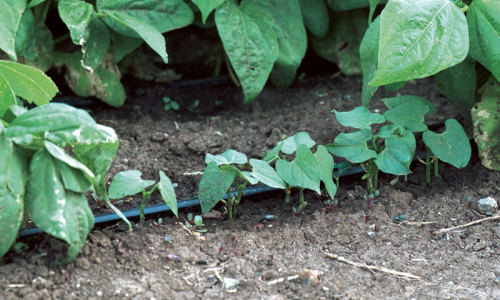 Filet bean seedlings
