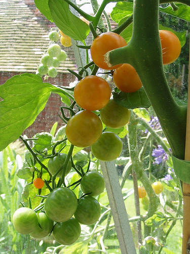 Tomato Plants - Determinate, Indeterminate and VFFNTA