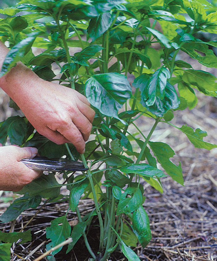pruning basil for flavor