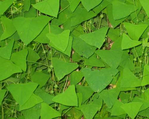Mile-a-minute weed triangular leaf