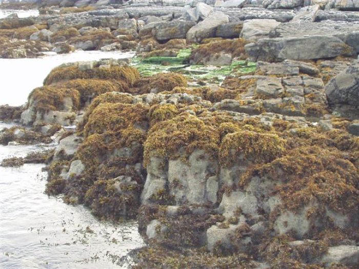 Burren covered with sea vegetables