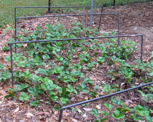 Copper strawberry netting support