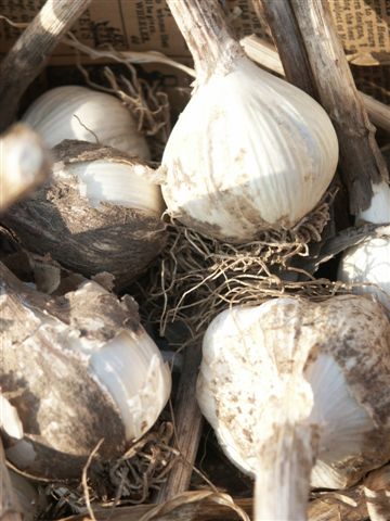 Save out the biggest and best bulbs from last year's crop to plant this season.
