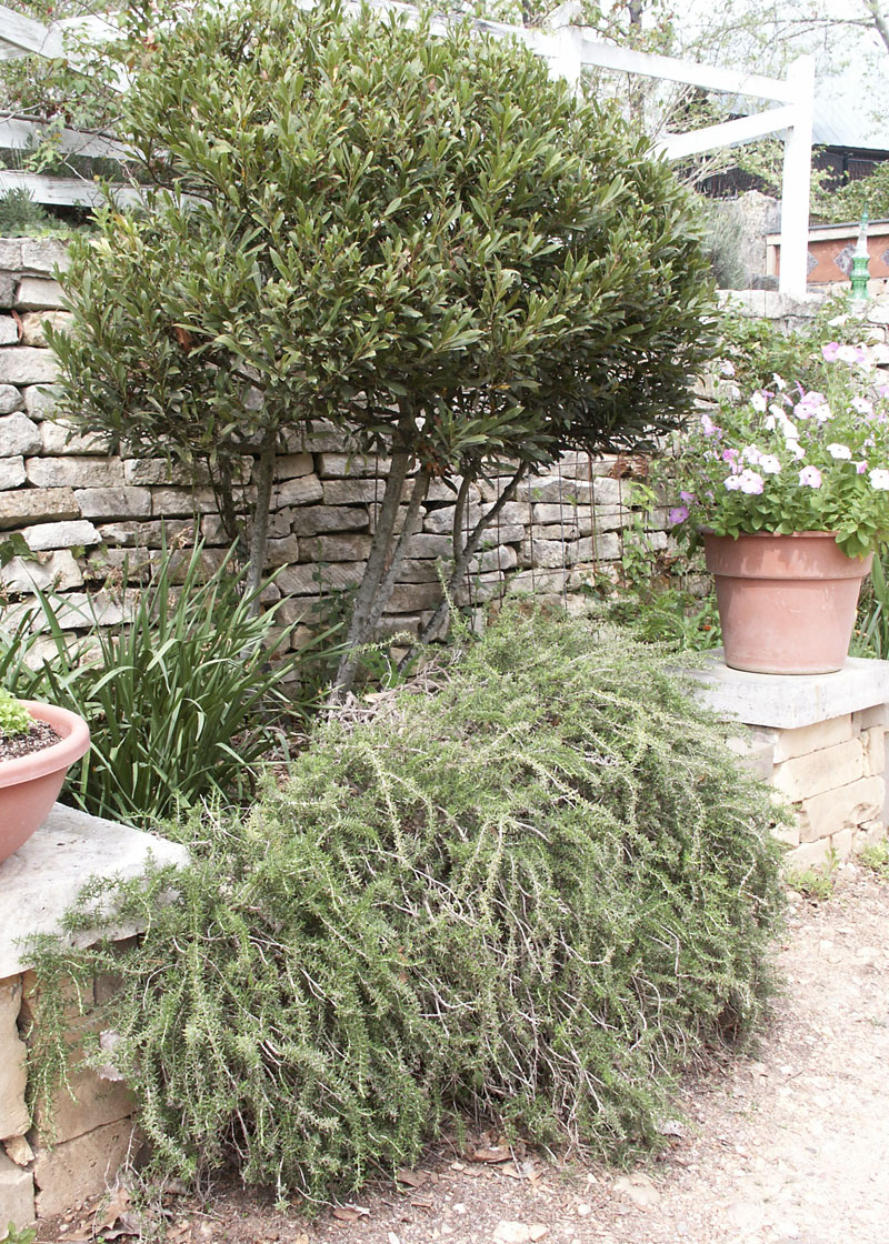 Rosemary and bay in a raised bed garden