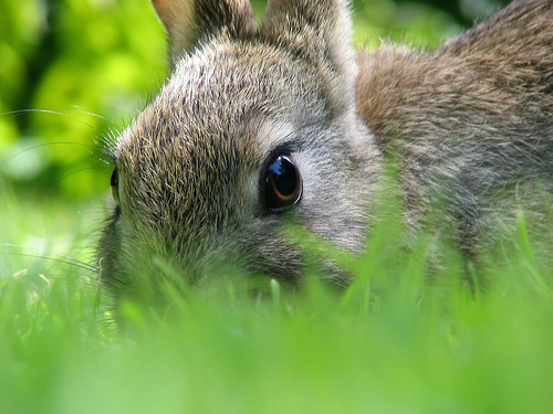 Rabbit Manure in the Garden