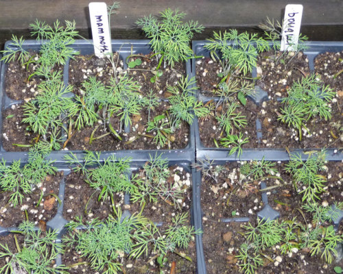 Dill seedlings