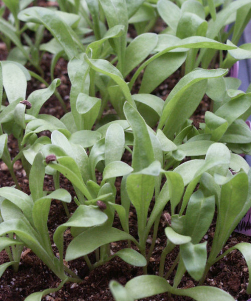 Calendula seedlings