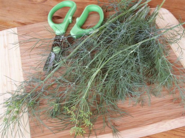 Just harvested dill