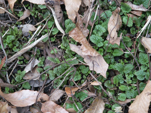 Lemon balm emerges in spring