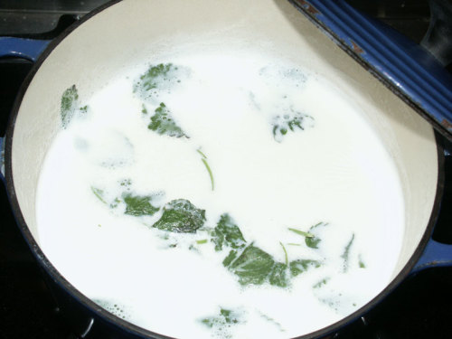 Infusing lemon balm in milk