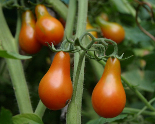 Red Pear tomato