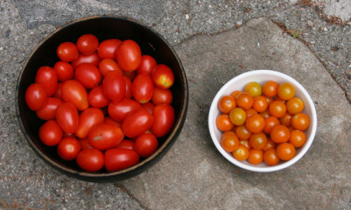 2010 Tomato Roundup Winner and Results