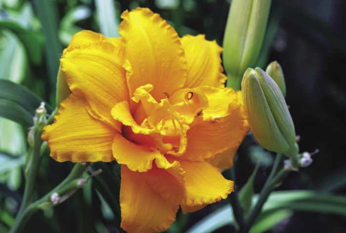 ‘Condilla’ daylily